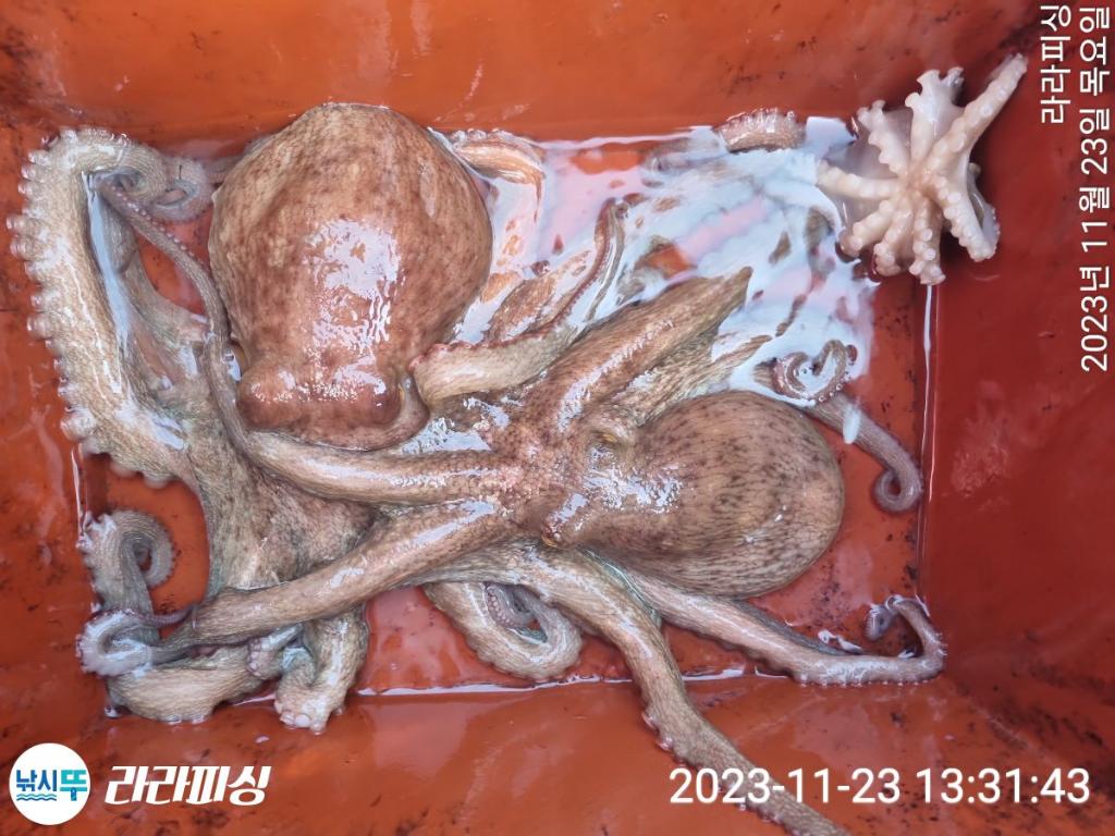 낚시뚜,돌문어,속천항(진해),라라피싱,낚시뚜11