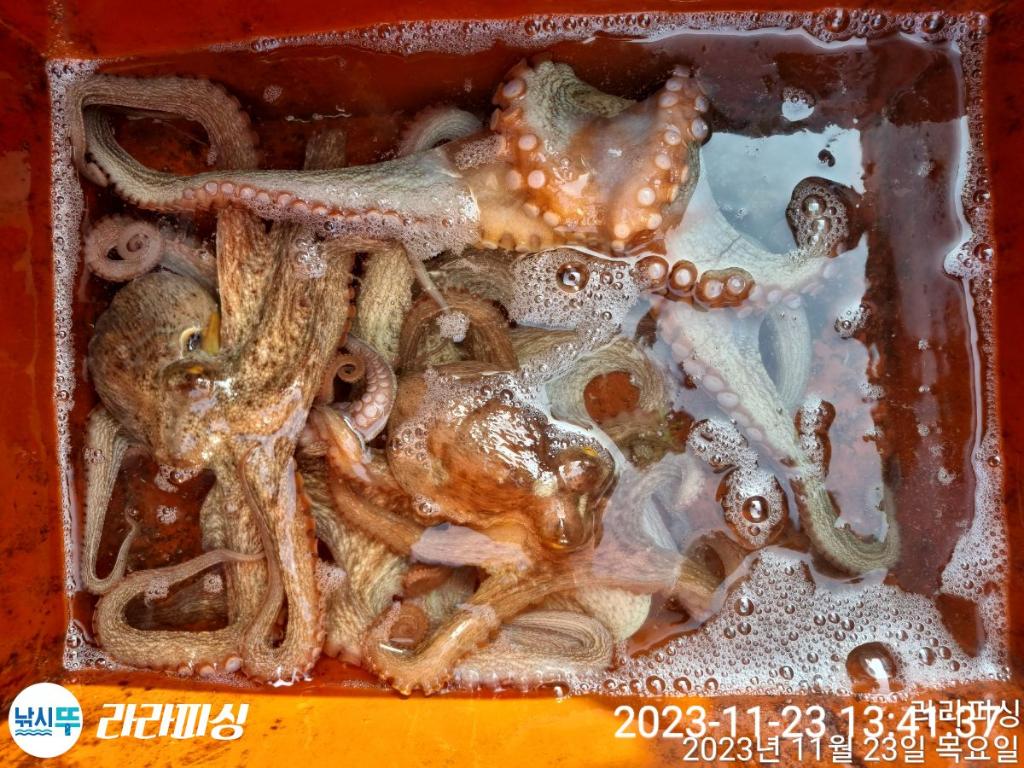 낚시뚜,돌문어,속천항(진해),라라피싱,낚시뚜10