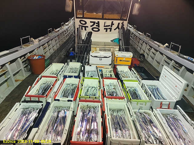 먼바다외줄대갈치 용갈이급부터4/3지씨알대박