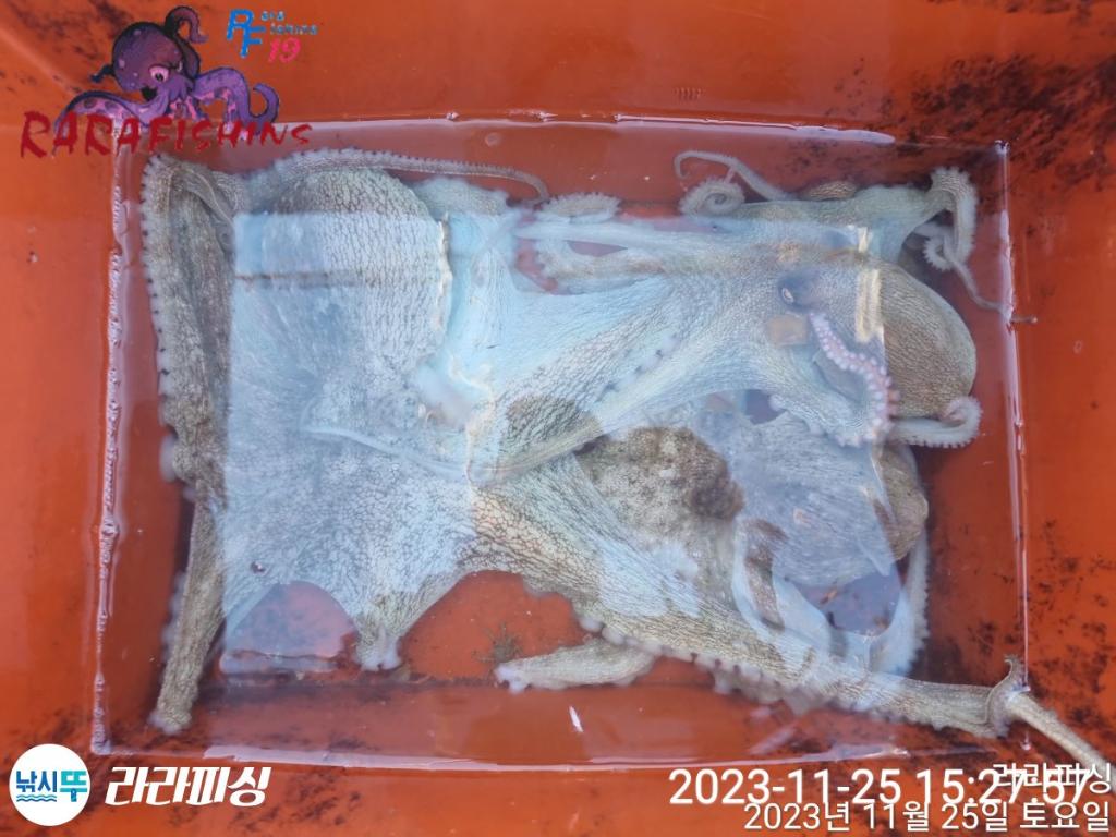 낚시뚜,돌문어,속천항(진해),라라피싱,낚시뚜19