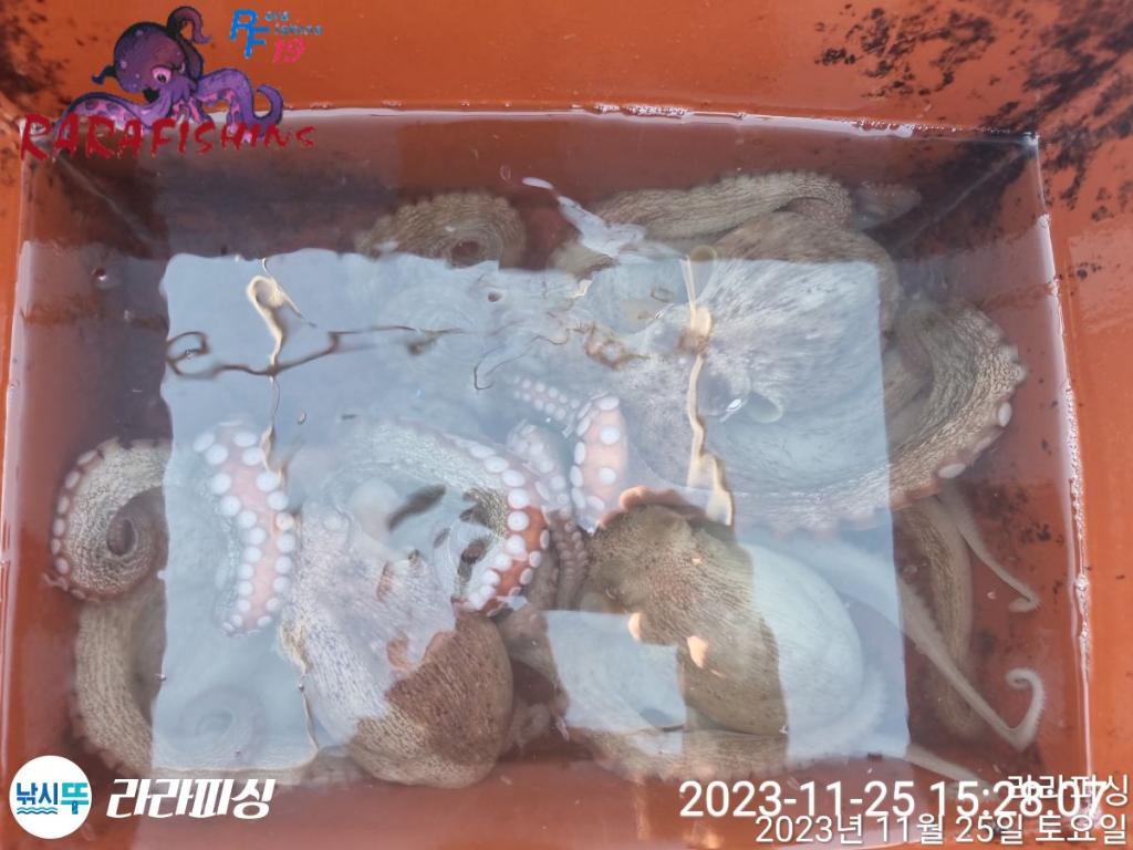 낚시뚜,돌문어,속천항(진해),라라피싱,낚시뚜18