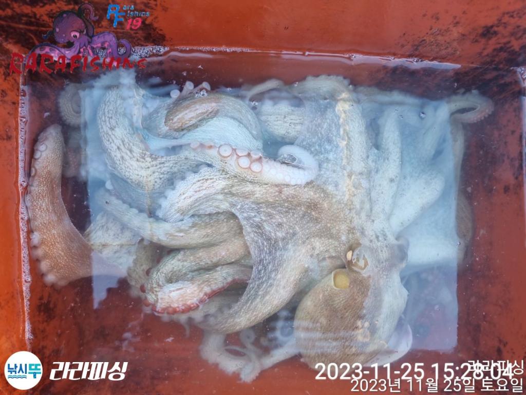 낚시뚜,돌문어,속천항(진해),라라피싱,낚시뚜17
