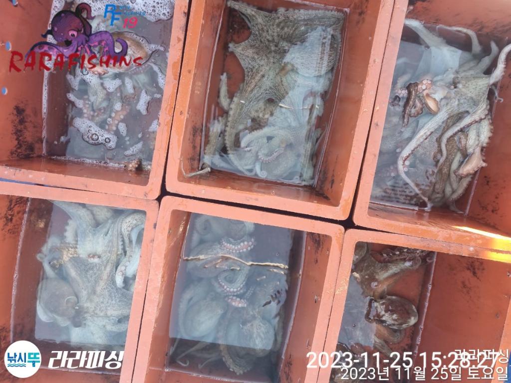 낚시뚜,돌문어,속천항(진해),라라피싱,낚시뚜16