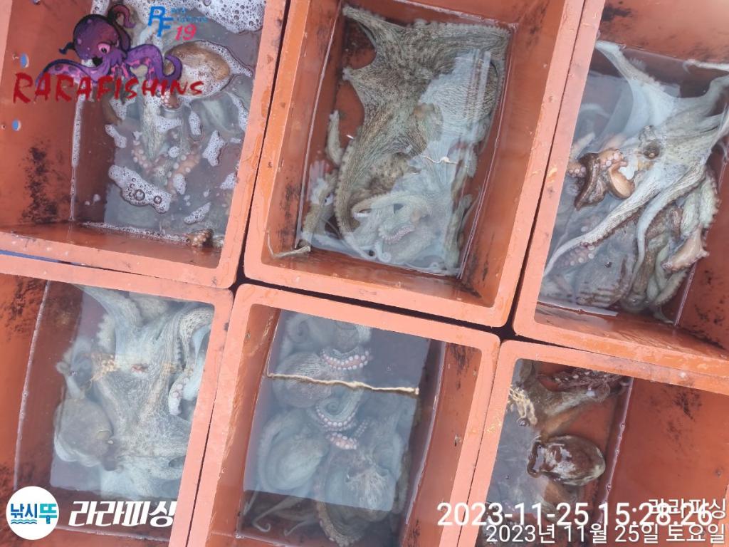 낚시뚜,돌문어,속천항(진해),라라피싱,낚시뚜15