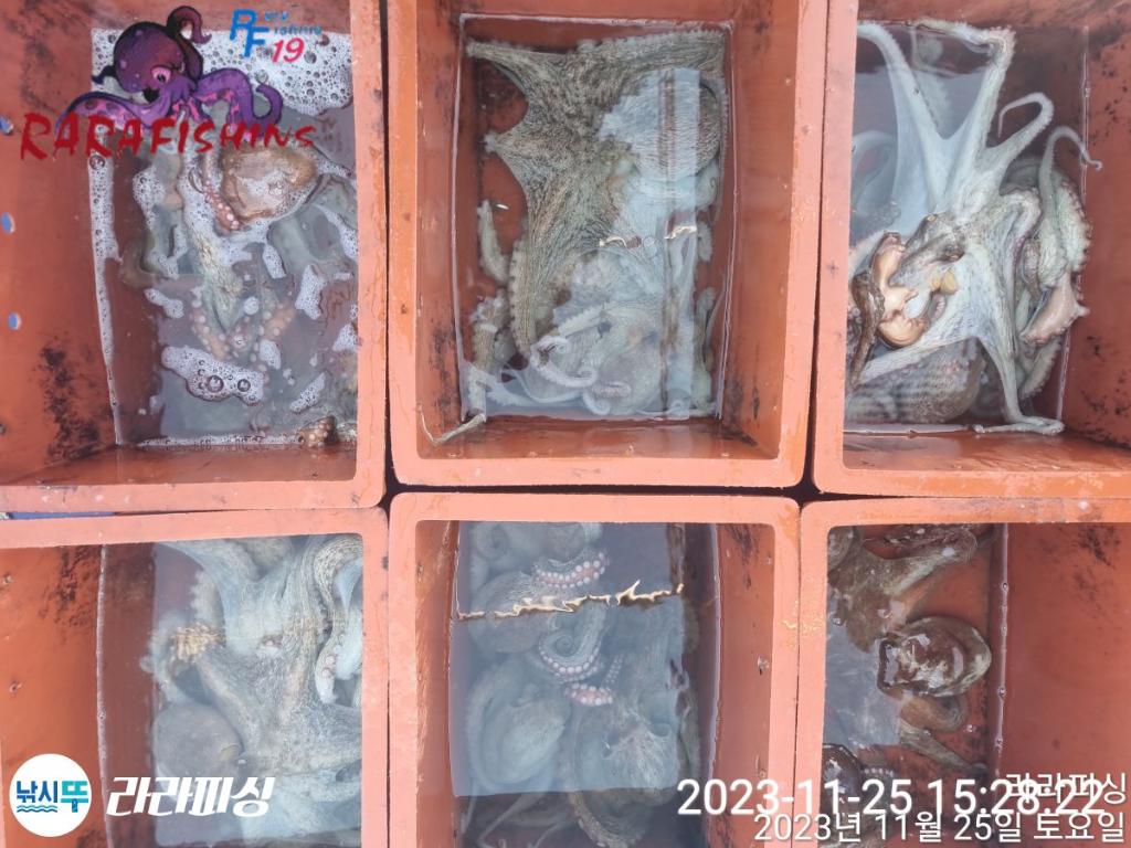 낚시뚜,돌문어,속천항(진해),라라피싱,낚시뚜14