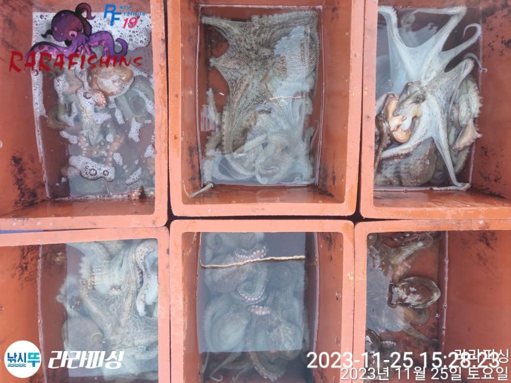 낚시뚜,돌문어,속천항(진해),라라피싱,낚시뚜13