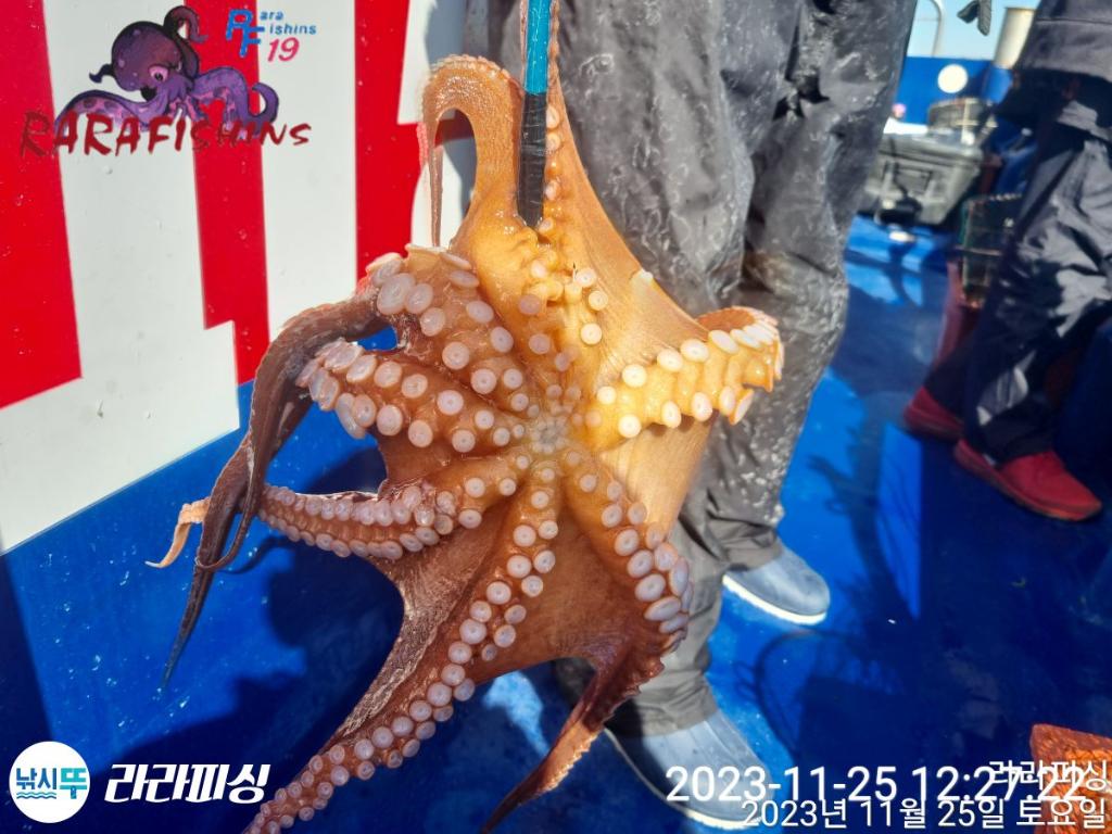 낚시뚜,돌문어,속천항(진해),라라피싱,낚시뚜2