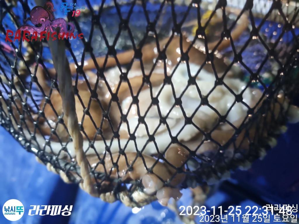 낚시뚜,낙지,속천항(진해),라라피싱,낚시뚜12