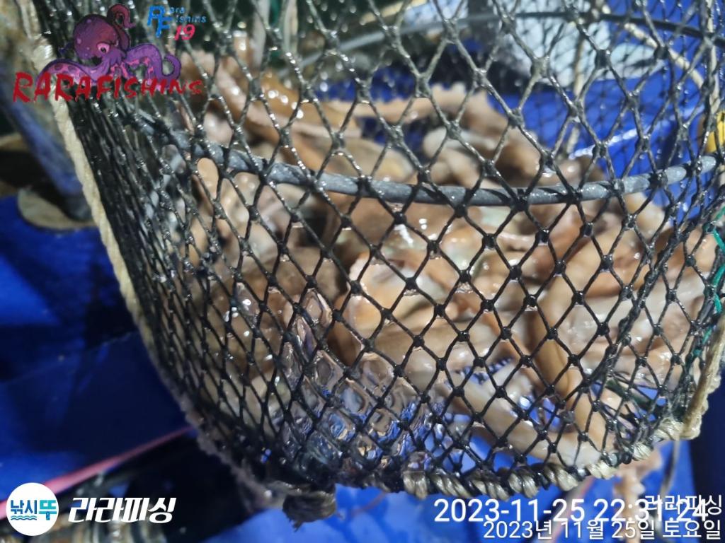 낚시뚜,낙지,속천항(진해),라라피싱,낚시뚜11