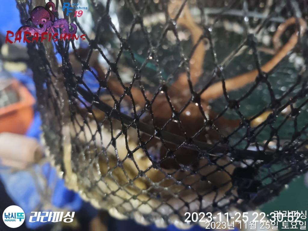 낚시뚜,낙지,속천항(진해),라라피싱,낚시뚜10