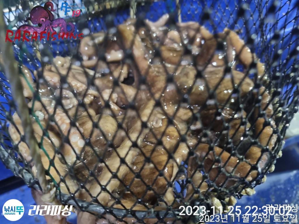 낚시뚜,낙지,속천항(진해),라라피싱,낚시뚜9