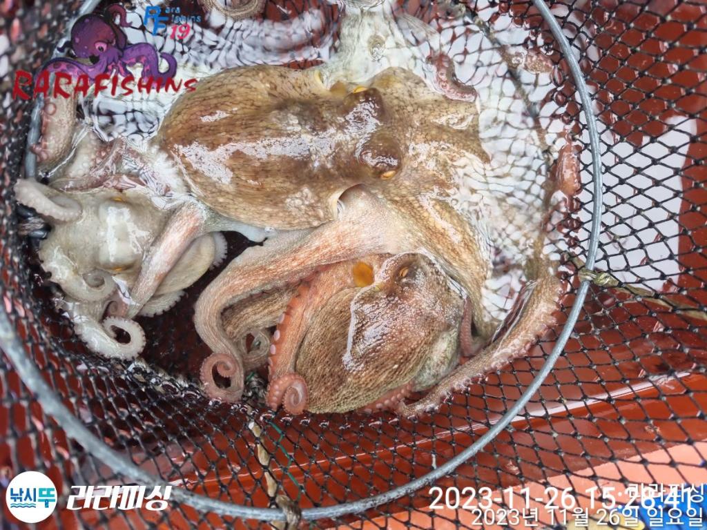 낚시뚜,돌문어,속천항(진해),라라피싱,낚시뚜12