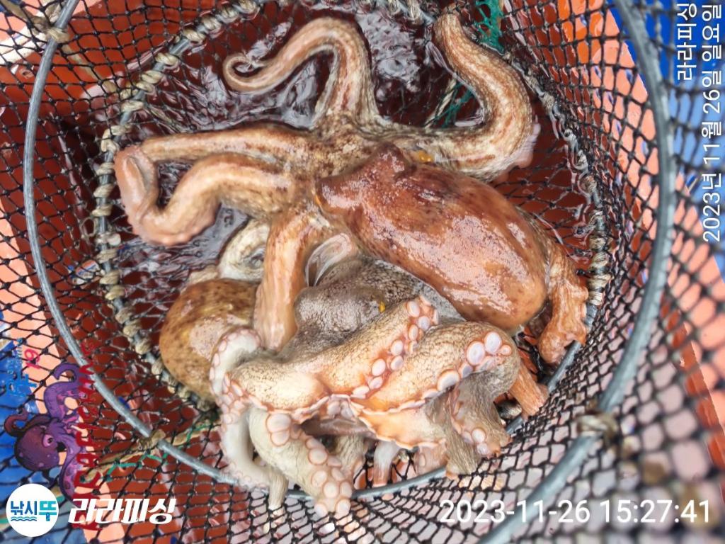 낚시뚜,돌문어,속천항(진해),라라피싱,낚시뚜10