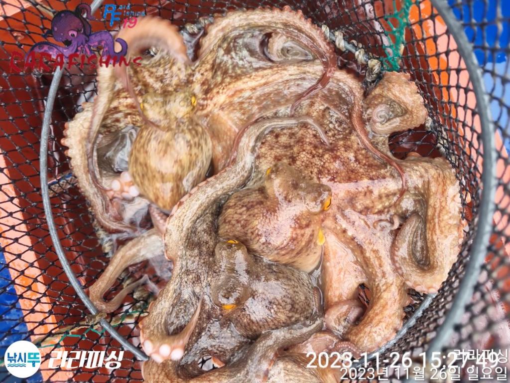 낚시뚜,돌문어,속천항(진해),라라피싱,낚시뚜9