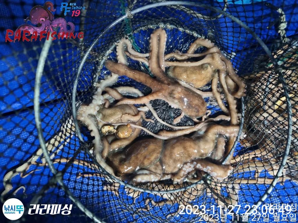 낚시뚜,문어,속천항(진해),라라피싱,낚시뚜12