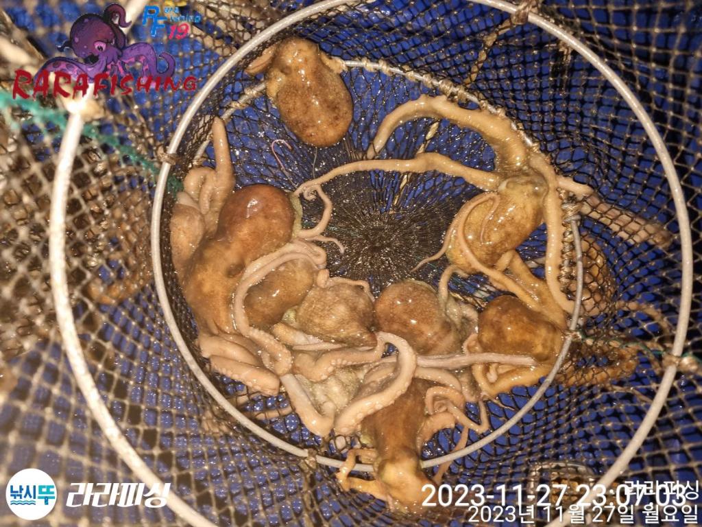 낚시뚜,문어,속천항(진해),라라피싱,낚시뚜10