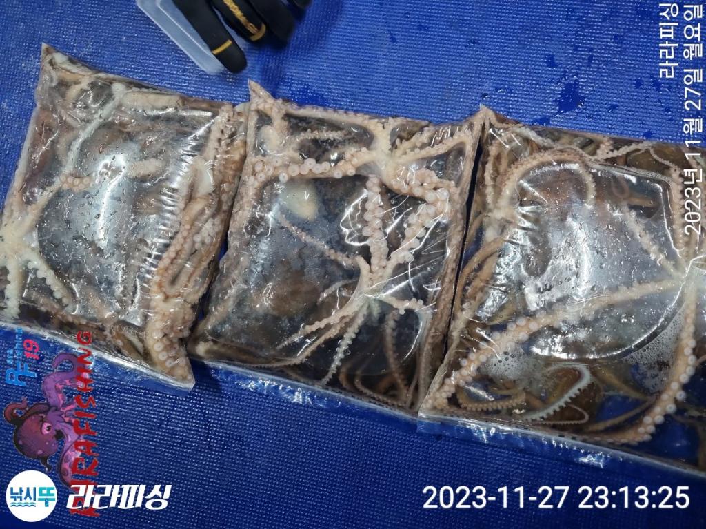낚시뚜,문어,속천항(진해),라라피싱,낚시뚜9