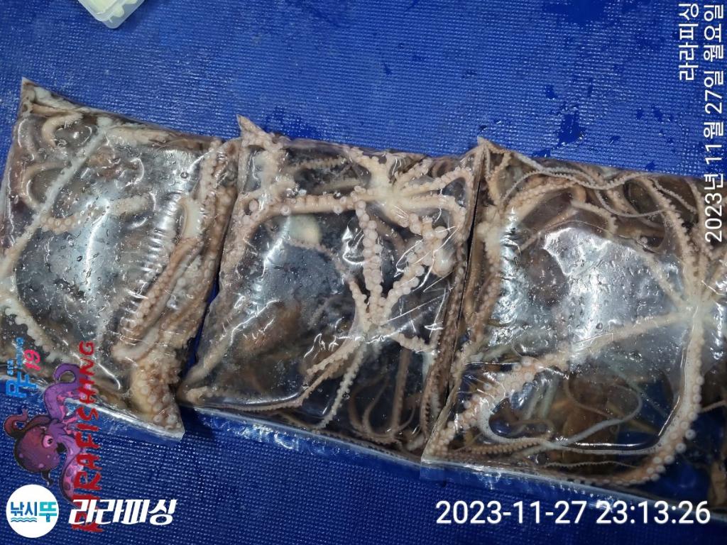 낚시뚜,문어,속천항(진해),라라피싱,낚시뚜8
