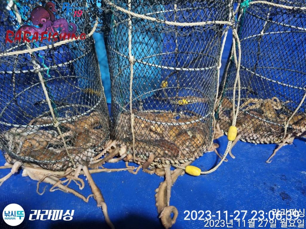 낚시뚜,문어,속천항(진해),라라피싱,낚시뚜7