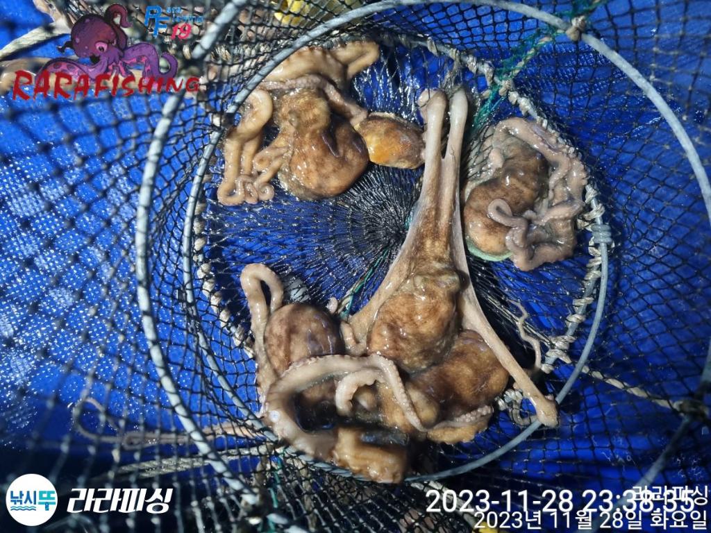 낚시뚜,낙지,속천항(진해),라라피싱,낚시뚜18