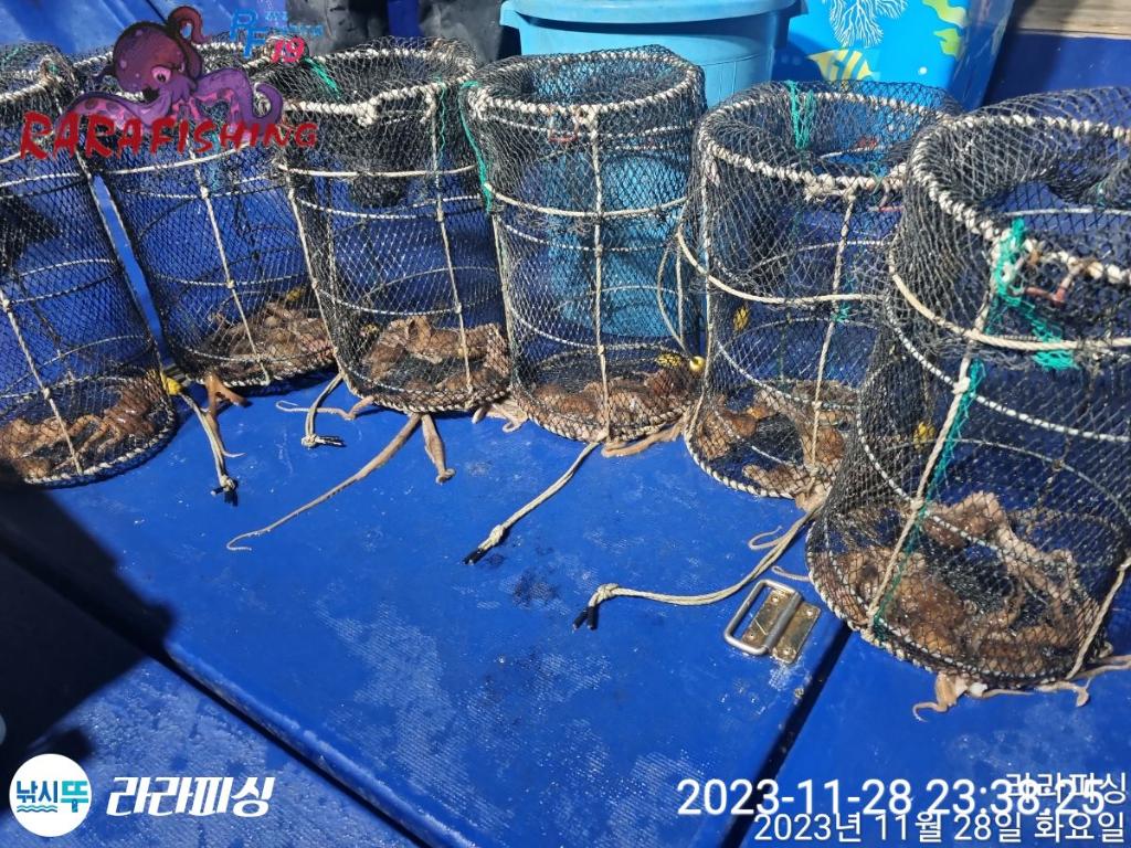 낚시뚜,낙지,속천항(진해),라라피싱,낚시뚜13