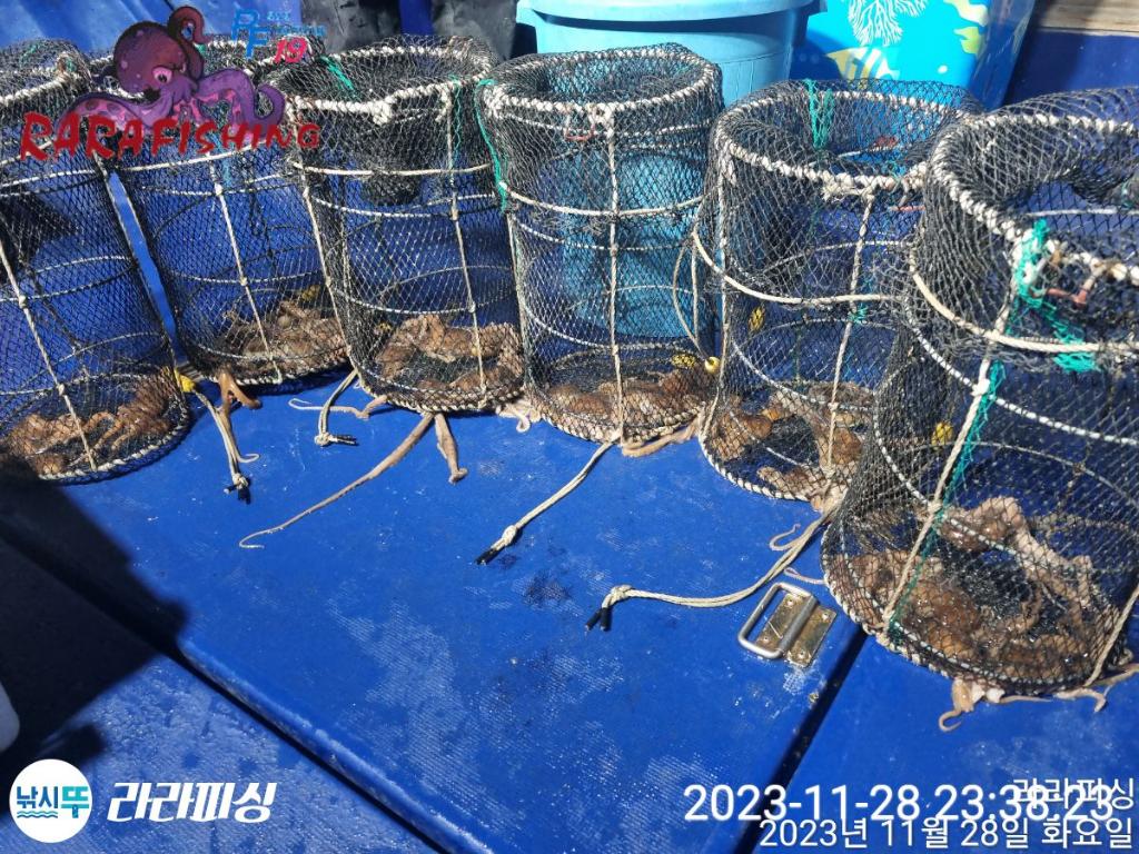 낚시뚜,낙지,속천항(진해),라라피싱,낚시뚜12