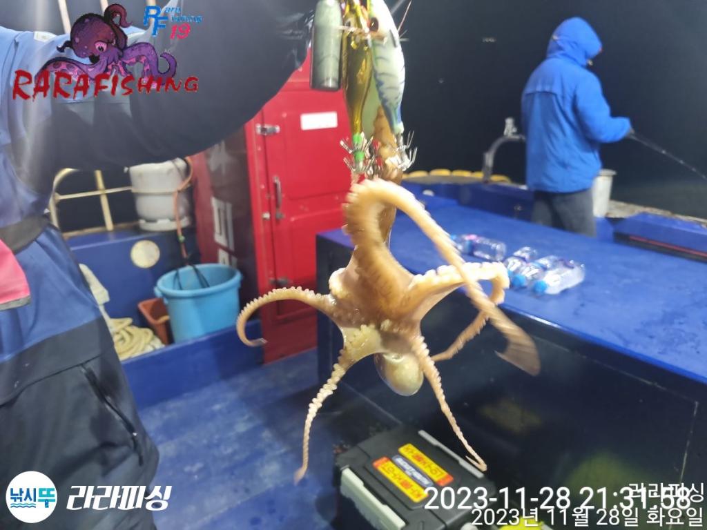 낚시뚜,낙지,속천항(진해),라라피싱,낚시뚜2