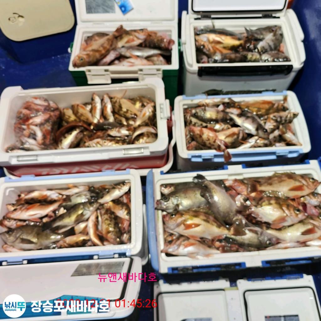 낚시뚜,볼락,열기,장승포항,장승포 새바다호,낚시뚜19