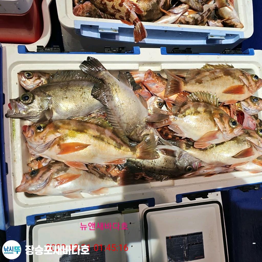 낚시뚜,볼락,열기,장승포항,장승포 새바다호,낚시뚜16