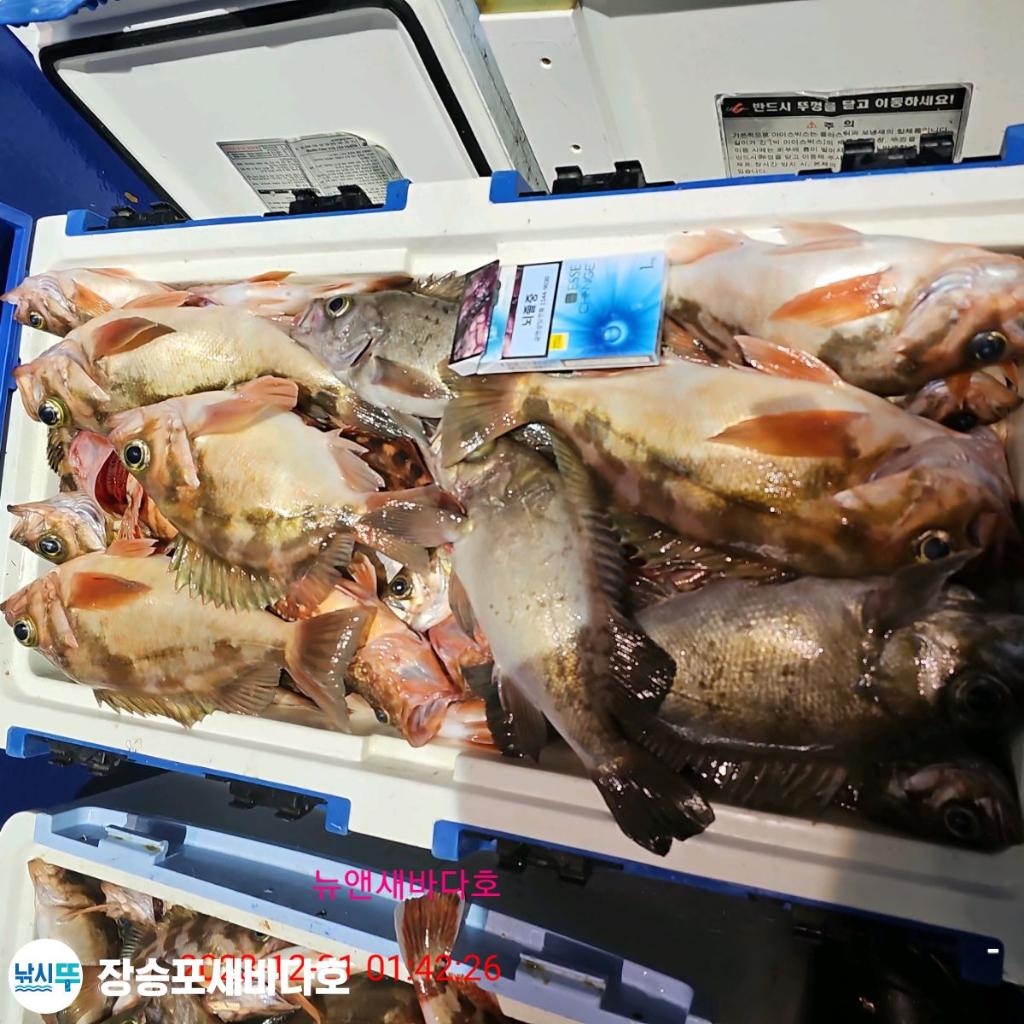 낚시뚜,볼락,열기,장승포항,장승포 새바다호,낚시뚜15