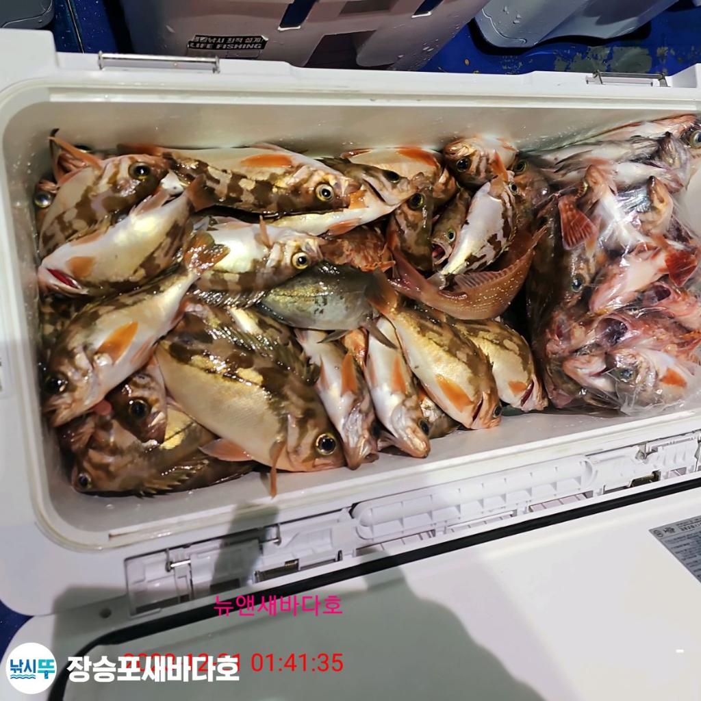 낚시뚜,볼락,열기,장승포항,장승포 새바다호,낚시뚜14