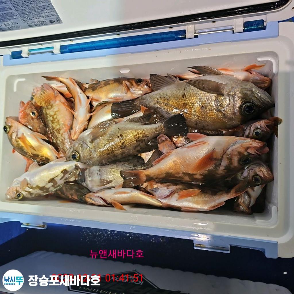 낚시뚜,볼락,열기,장승포항,장승포 새바다호,낚시뚜13