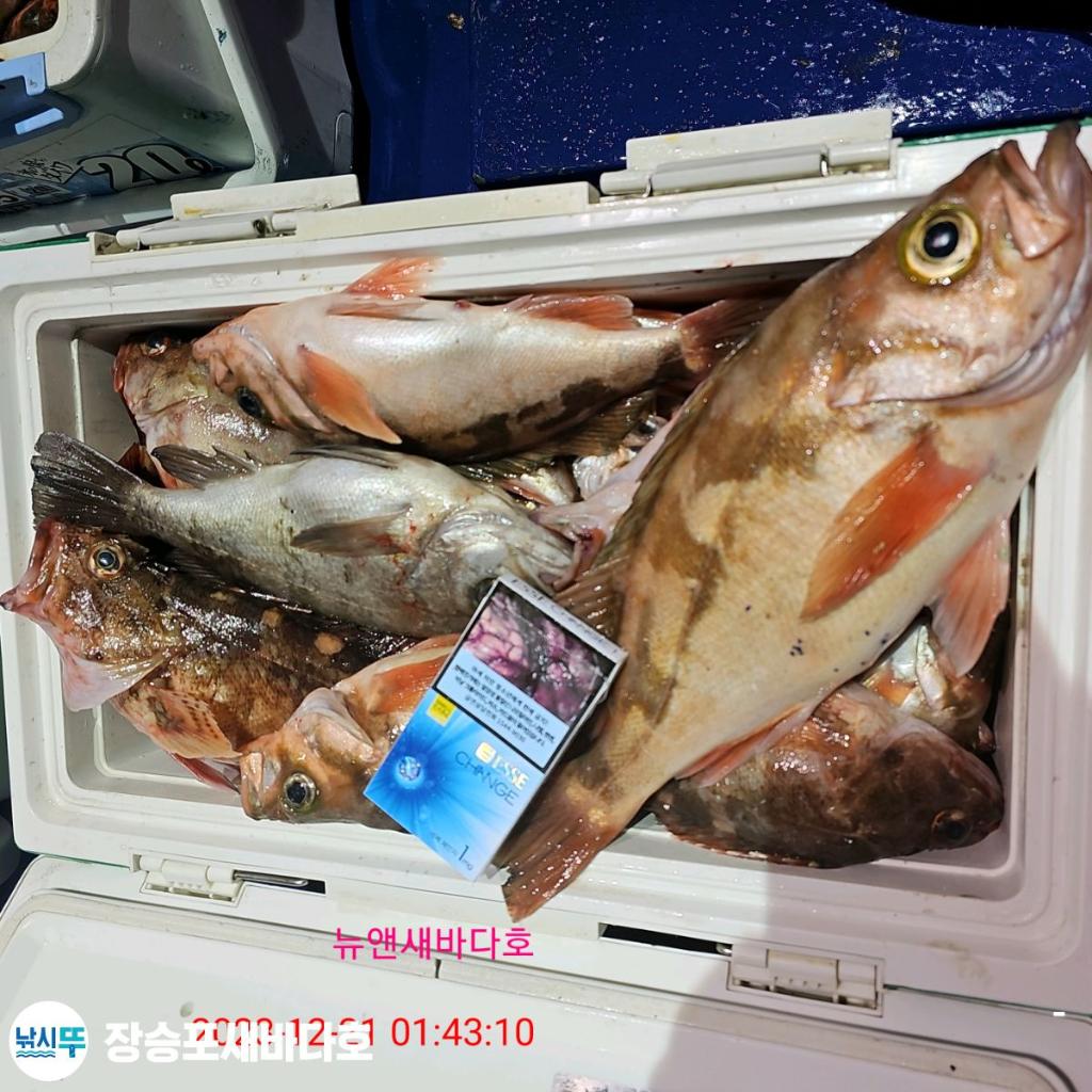 낚시뚜,볼락,열기,장승포항,장승포 새바다호,낚시뚜12