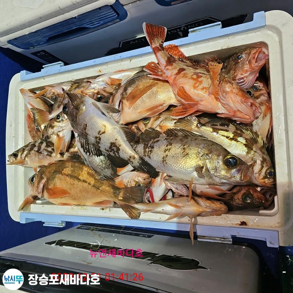 낚시뚜,볼락,열기,장승포항,장승포 새바다호,낚시뚜11