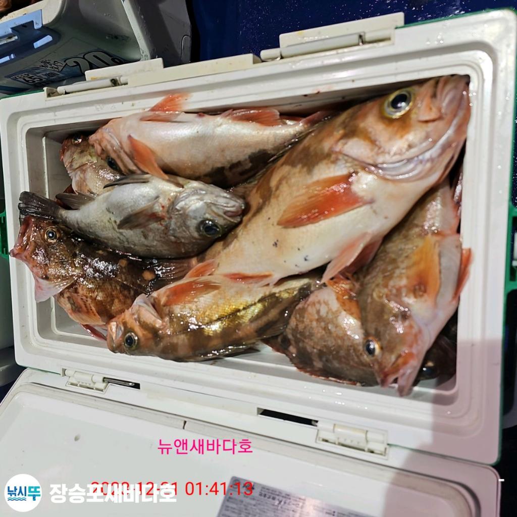 낚시뚜,볼락,열기,장승포항,장승포 새바다호,낚시뚜10