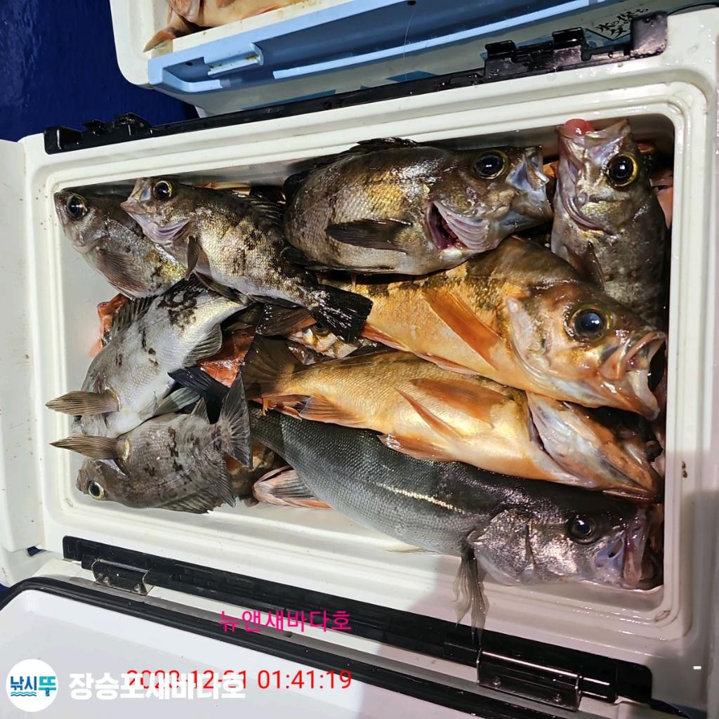 낚시뚜,볼락,열기,장승포항,장승포 새바다호,낚시뚜9