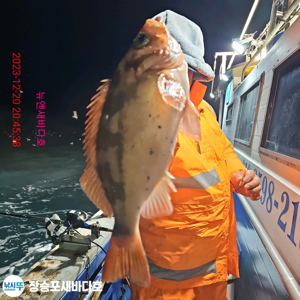 낚시뚜,볼락,열기,장승포항,장승포 새바다호,낚시뚜2