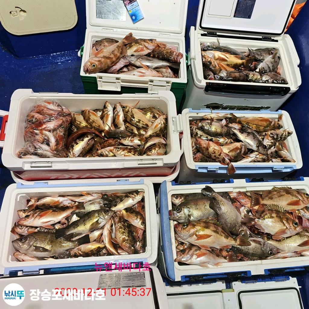 낚시뚜,볼락,열기,장승포항,장승포 새바다호,낚시뚜0