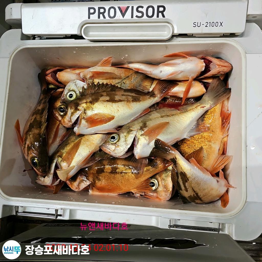 낚시뚜,열기,장승포항,장승포 새바다호,낚시뚜25