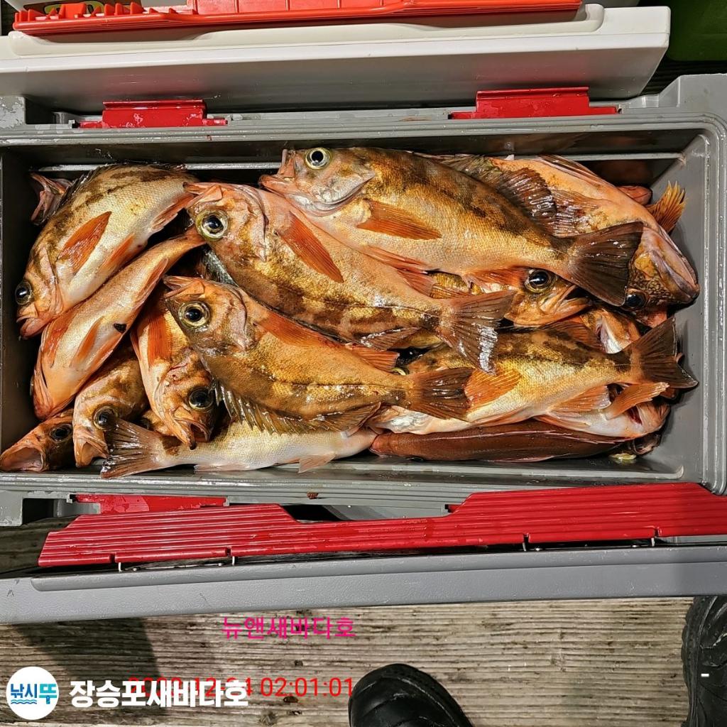 낚시뚜,열기,장승포항,장승포 새바다호,낚시뚜23