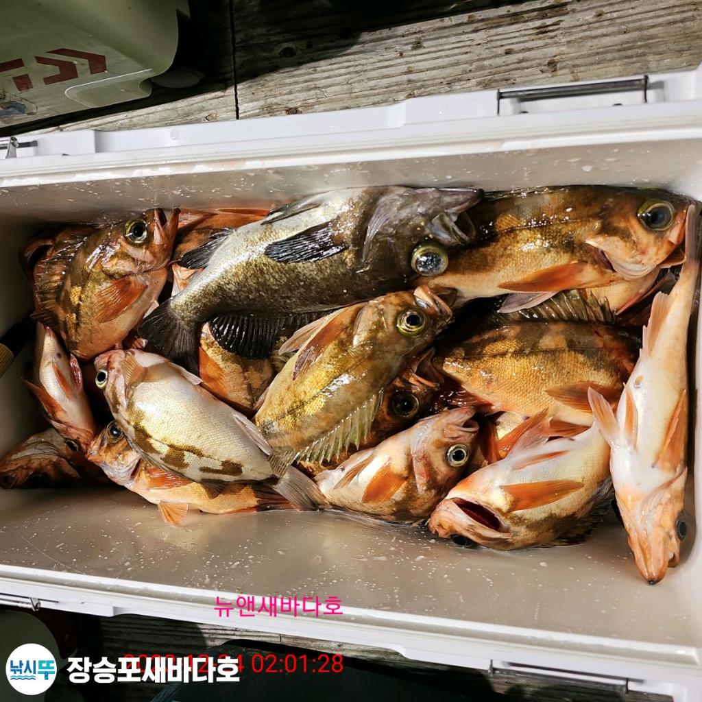 낚시뚜,열기,장승포항,장승포 새바다호,낚시뚜20