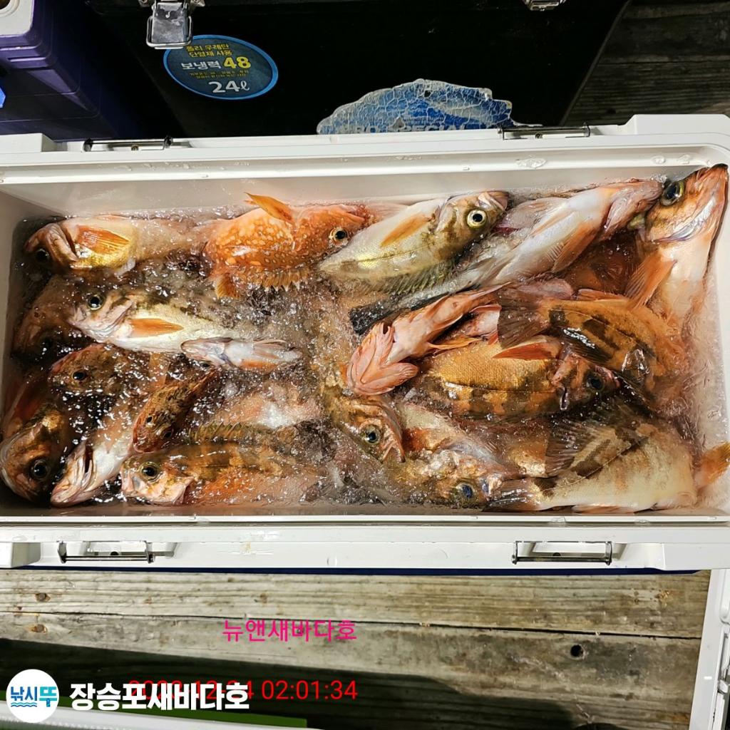 낚시뚜,열기,장승포항,장승포 새바다호,낚시뚜19