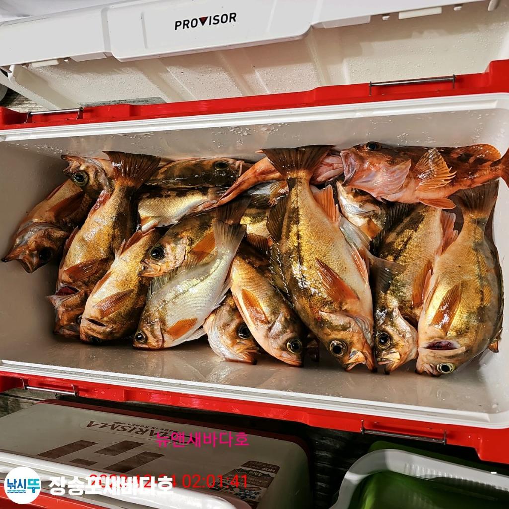 낚시뚜,열기,장승포항,장승포 새바다호,낚시뚜18
