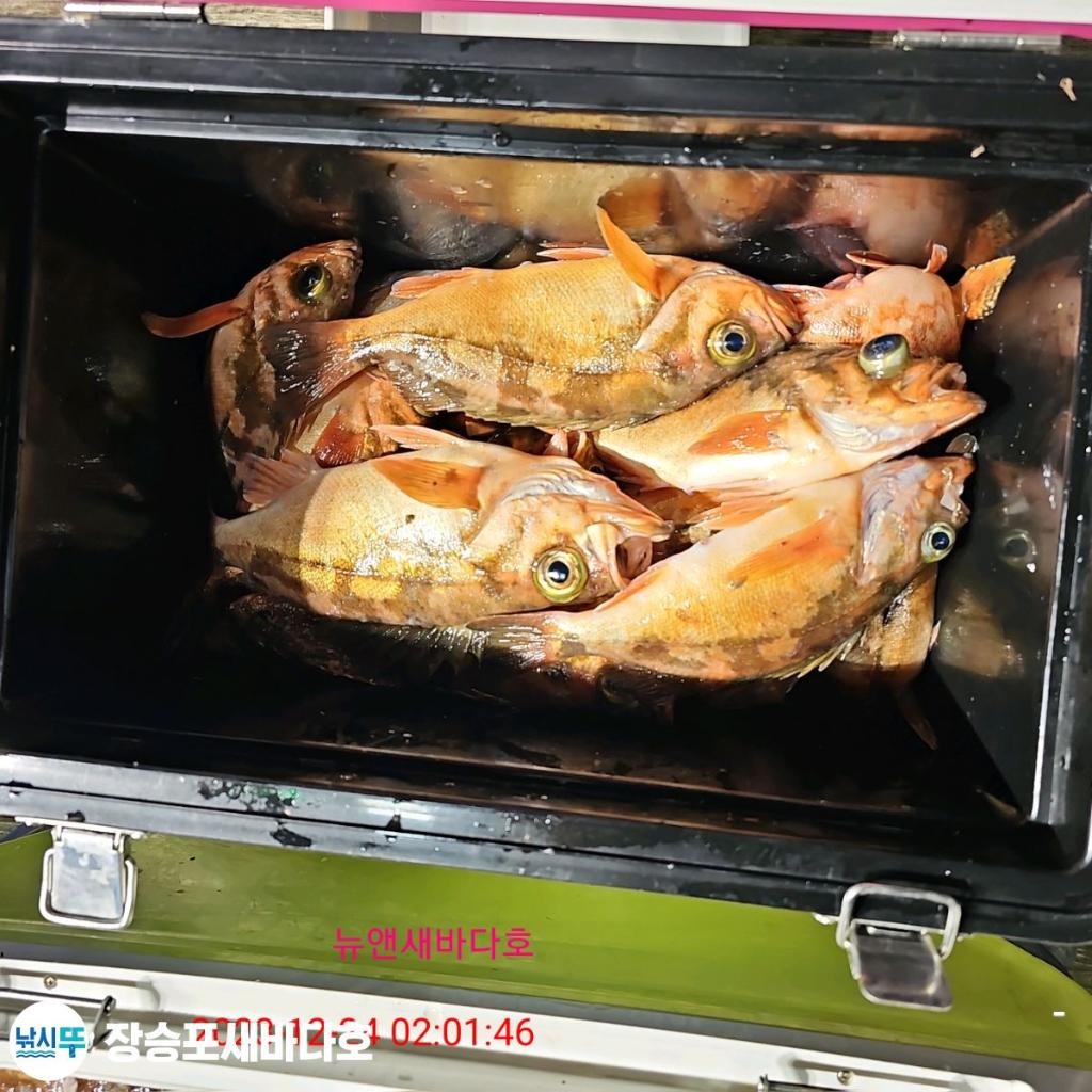 낚시뚜,열기,장승포항,장승포 새바다호,낚시뚜17