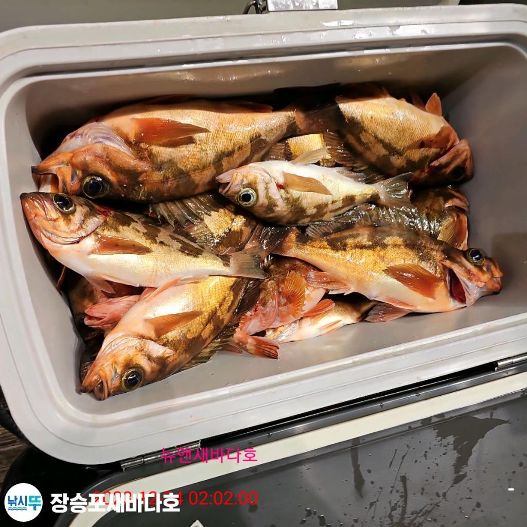 낚시뚜,열기,장승포항,장승포 새바다호,낚시뚜16