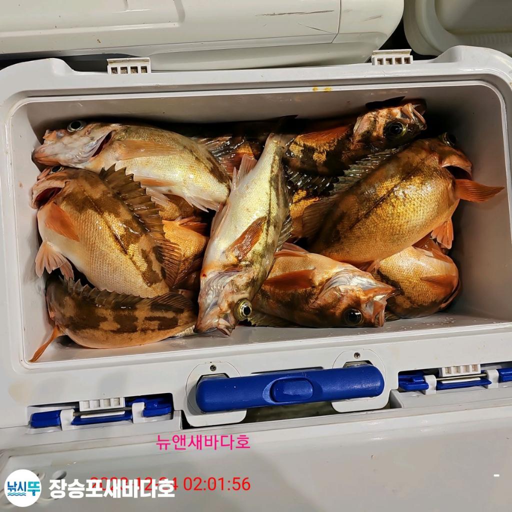 낚시뚜,열기,장승포항,장승포 새바다호,낚시뚜15