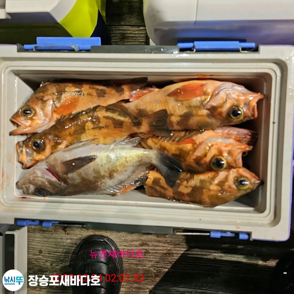낚시뚜,열기,장승포항,장승포 새바다호,낚시뚜14
