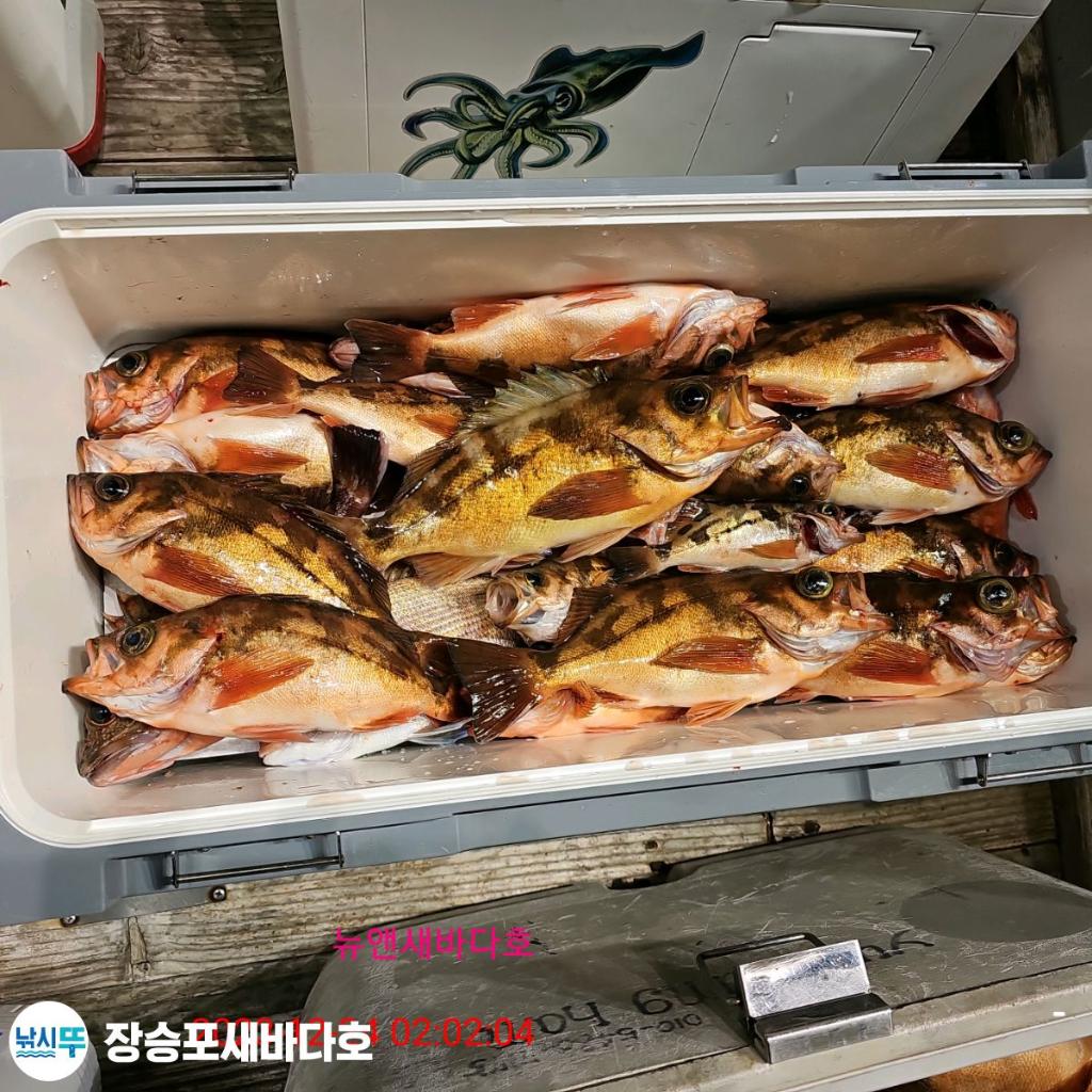 낚시뚜,열기,장승포항,장승포 새바다호,낚시뚜13