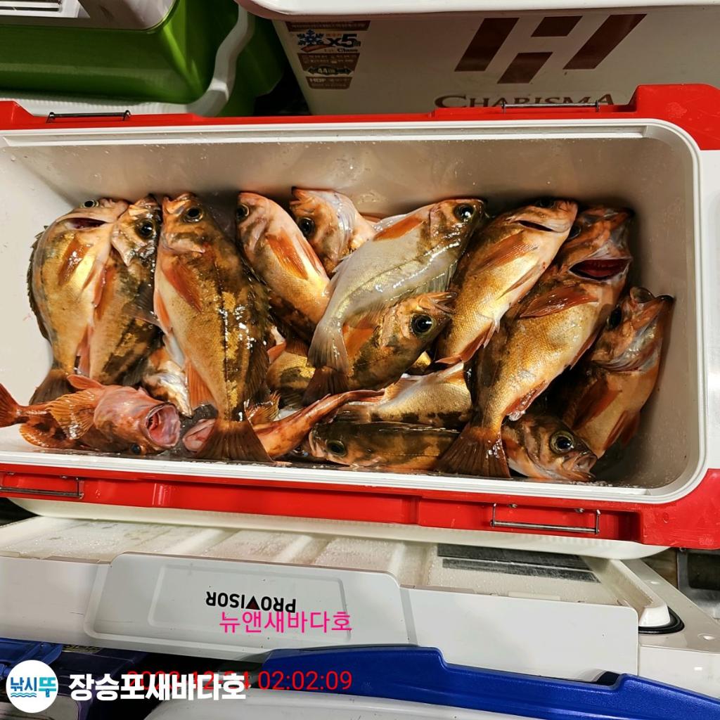 낚시뚜,열기,장승포항,장승포 새바다호,낚시뚜12