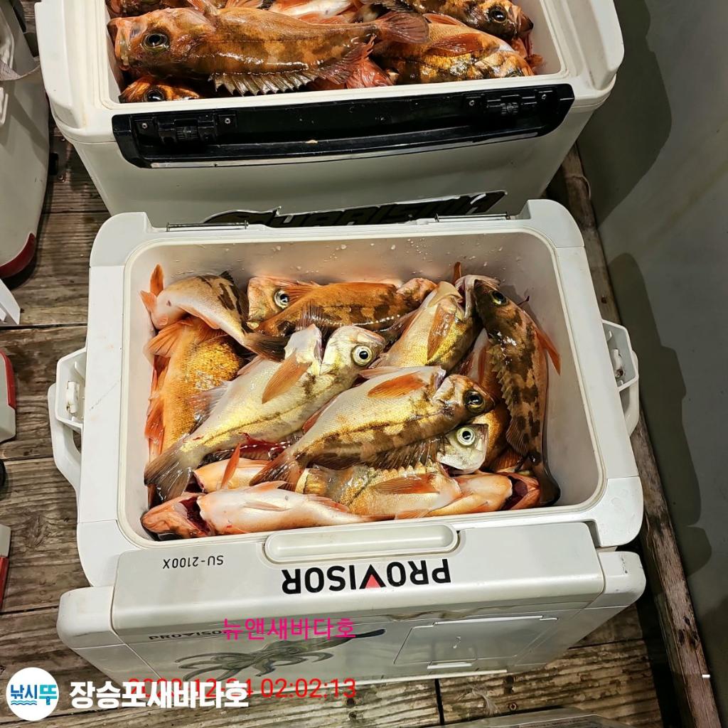 낚시뚜,열기,장승포항,장승포 새바다호,낚시뚜11
